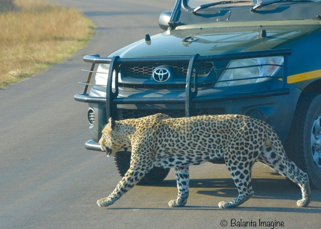 All Inclusive 3 Day Kruger Safari Adventure From Johannesburg5